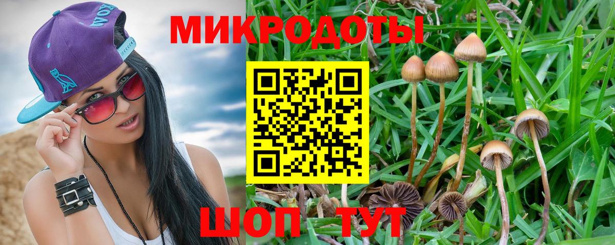 Псилоцибиновые грибы Psilocybine cubensis Полевской